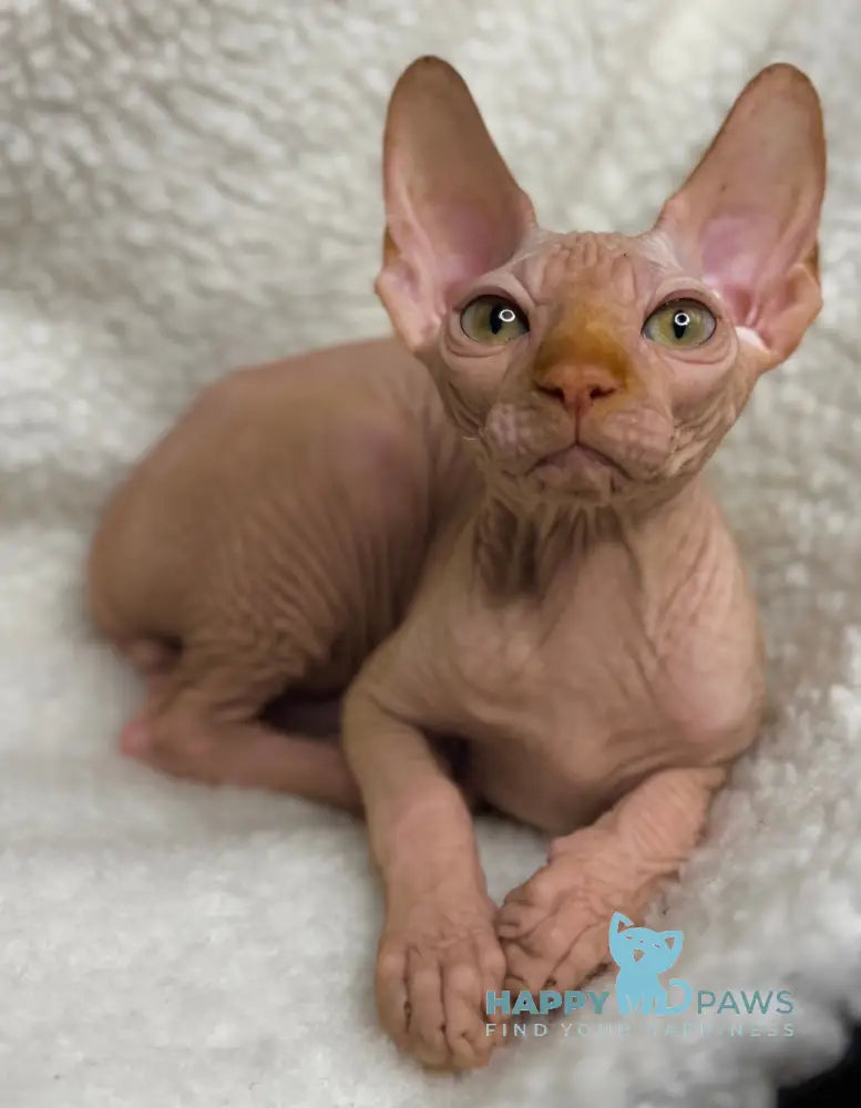 Kevin Canadian Sphynx male red live animals