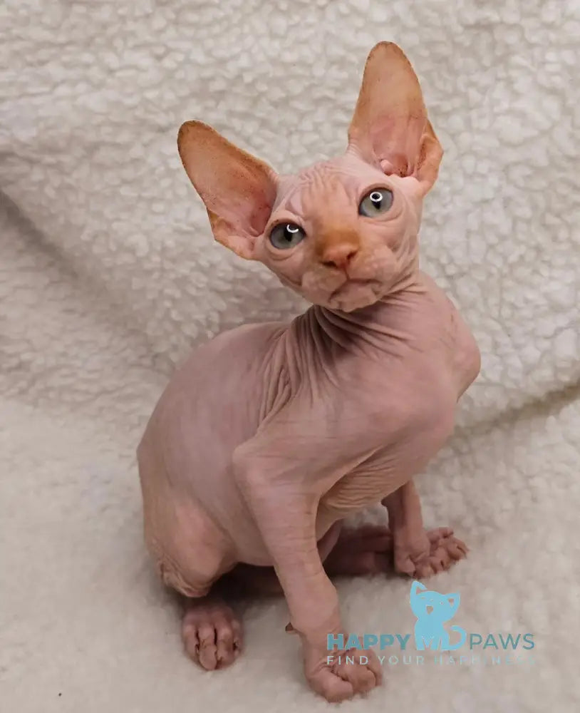 Kevin Canadian Sphynx Male Red Live Animals