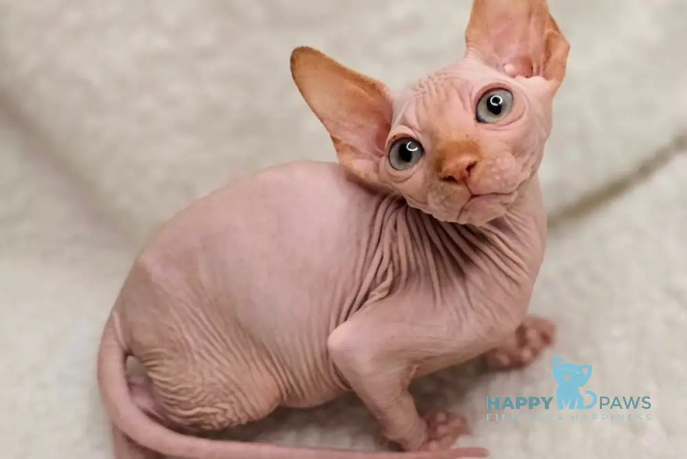 Kevin Canadian Sphynx Male Red Live Animals