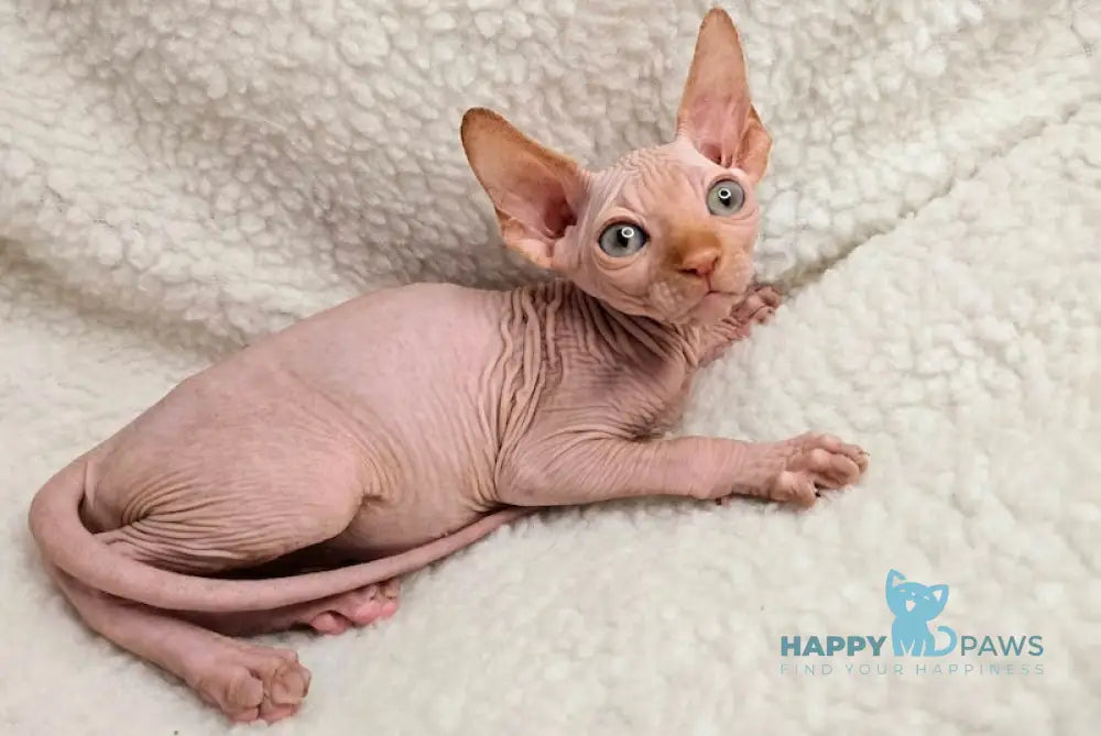 Kevin Canadian Sphynx Male Red Live Animals