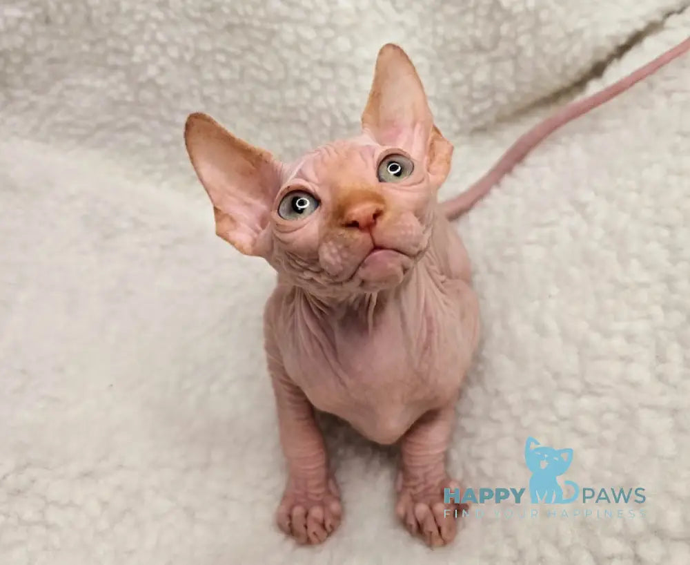 Kevin Canadian Sphynx Male Red Live Animals