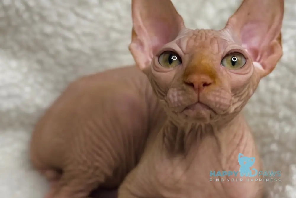 Kevin Canadian Sphynx male red live animals