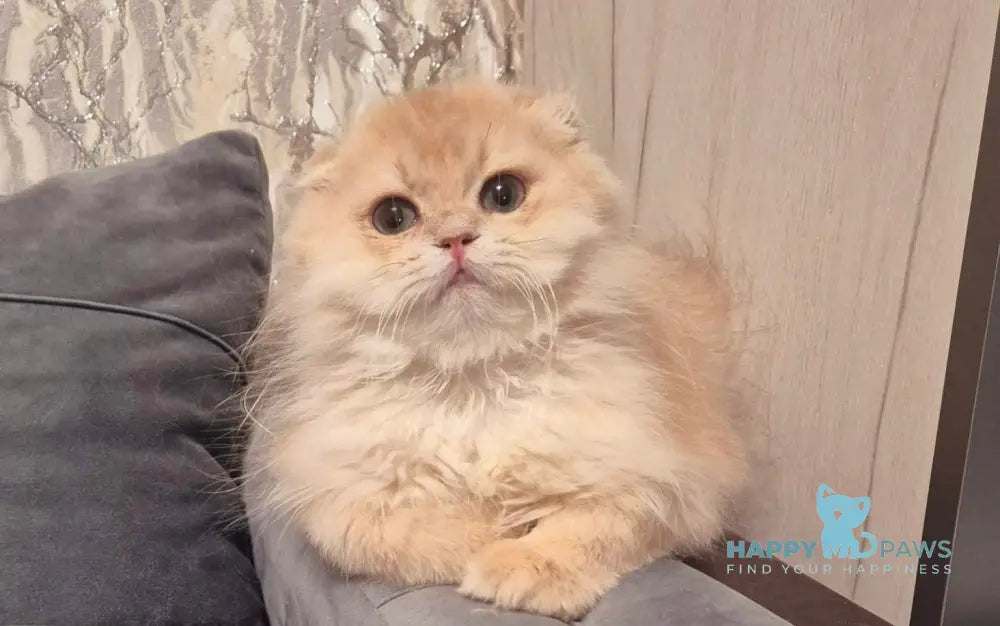 Kevin Scottish Fold Male Lilac Golden Shaded Live Animals