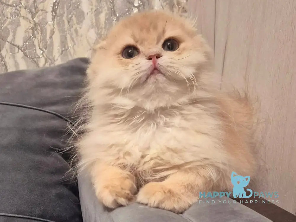 Kevin Scottish Fold Male Lilac Golden Shaded Live Animals