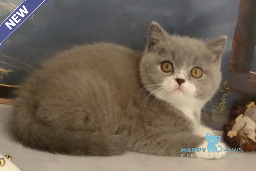 Keytlin British Shorthair Female Blue Bicolour Live Animals