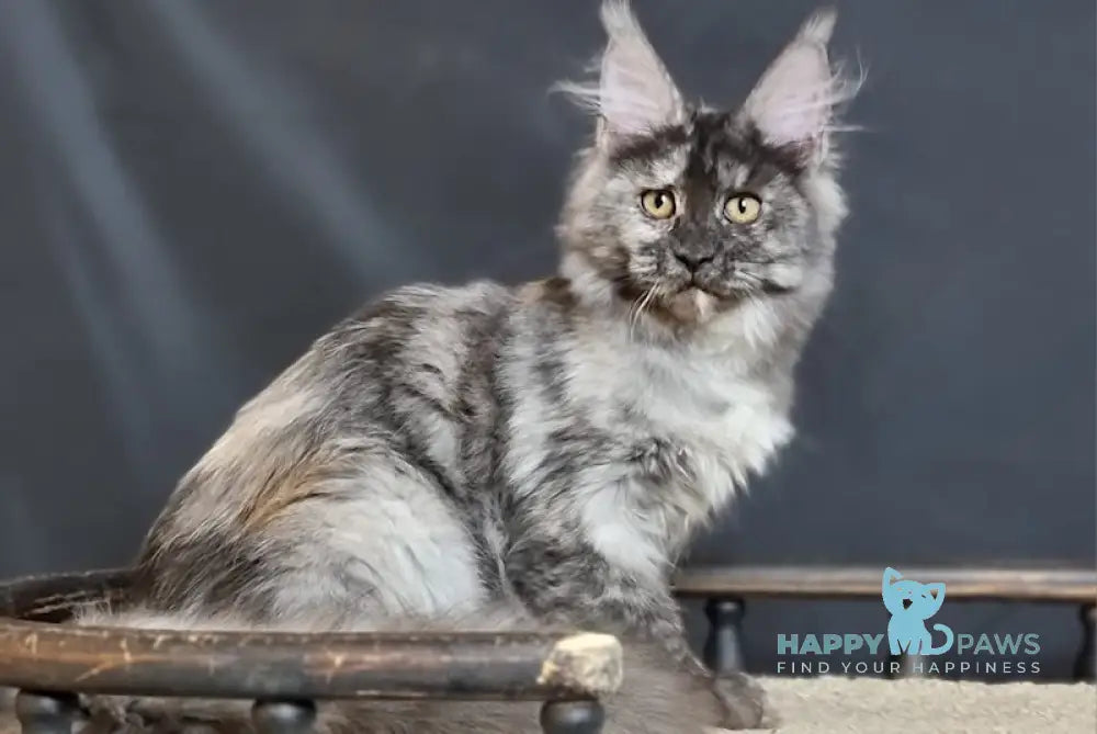 Kimberly Maine Coon Female Black Tortie Silver Live Animals