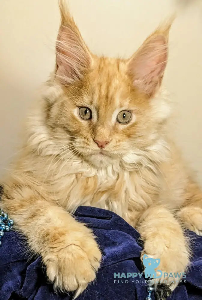 Kiss Maine Coon Male Red Silver Tabby Live Animals