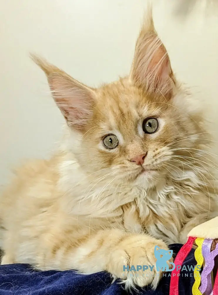 Kiss Maine Coon Male Red Silver Tabby Live Animals