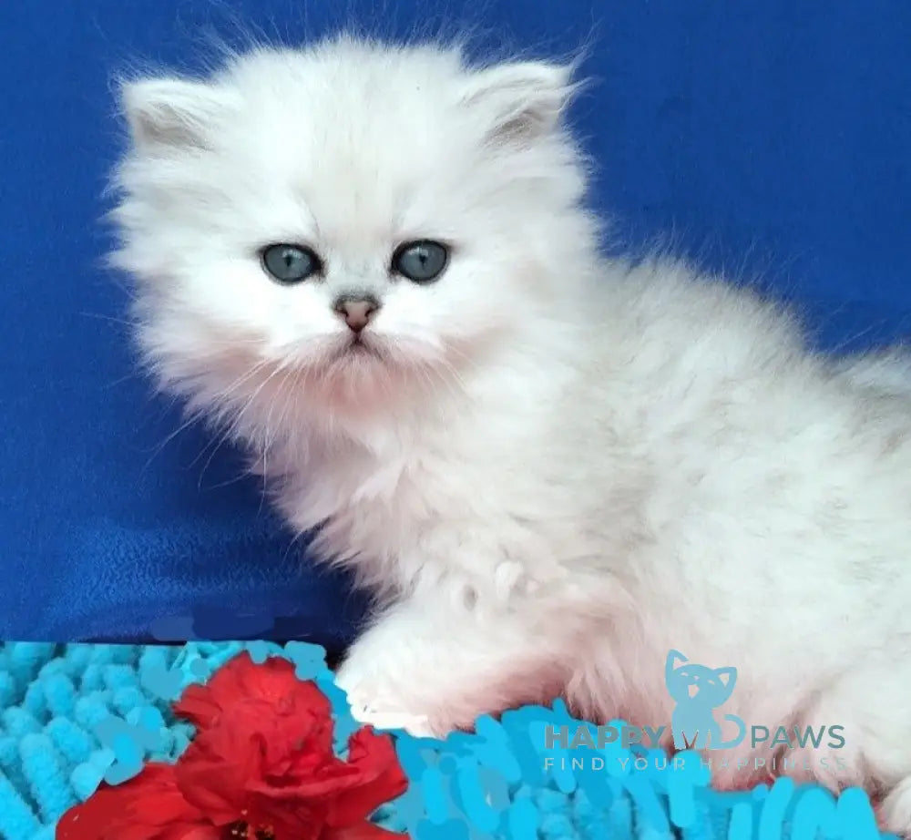 Klodiya British Longhair Female Black Silver Shaded Live Animals