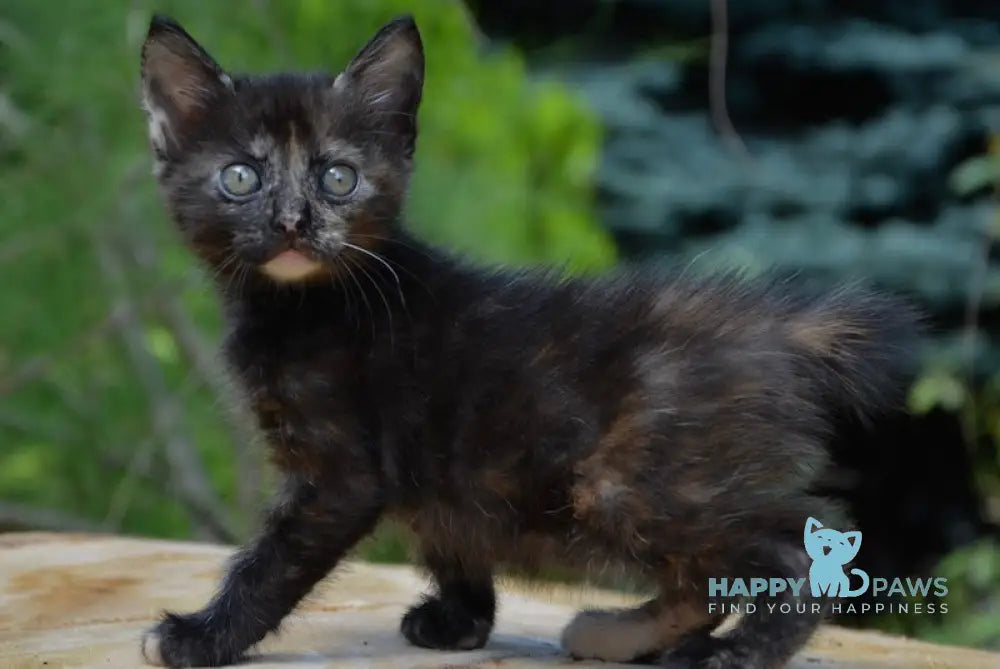 Koko Kurilian Bobtail Female Black Tortie Live Animals