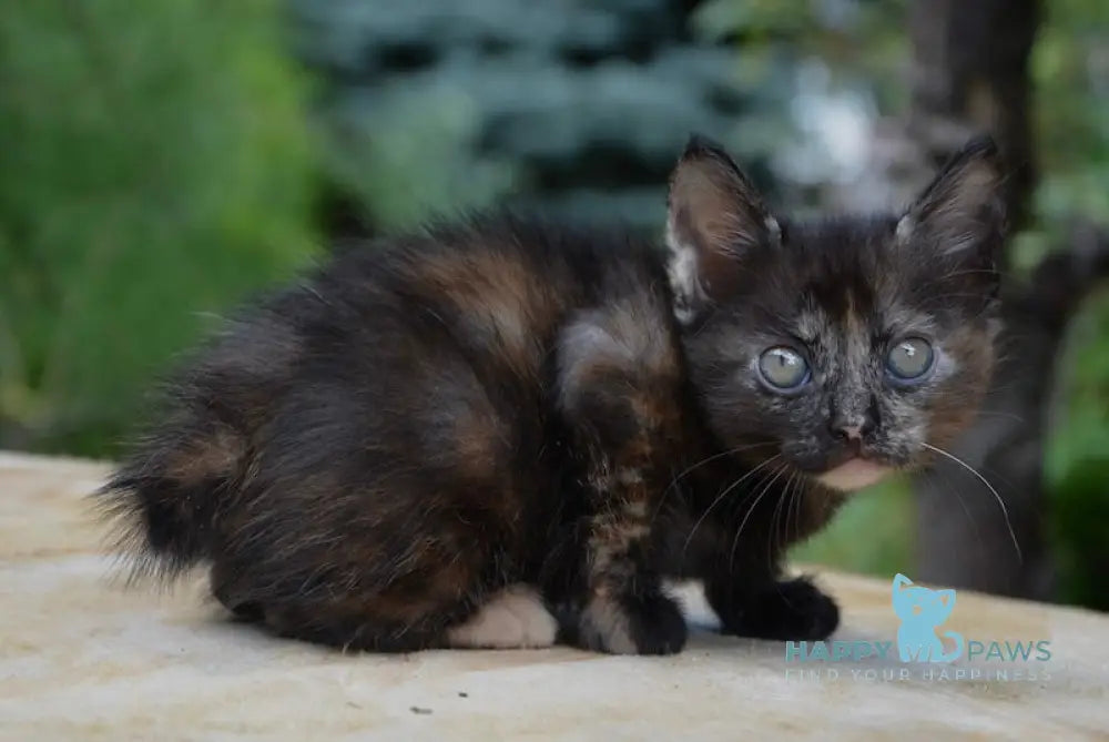 Koko Kurilian Bobtail Female Black Tortie Live Animals