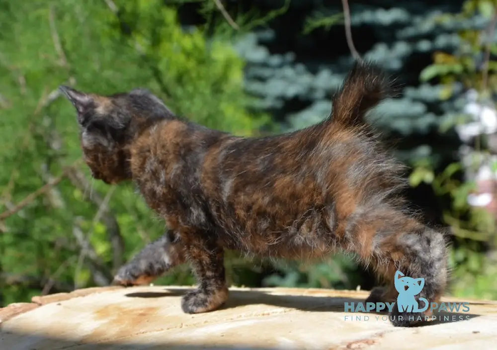 Kola Kurilian Bobtail Female Black Tortie Live Animals