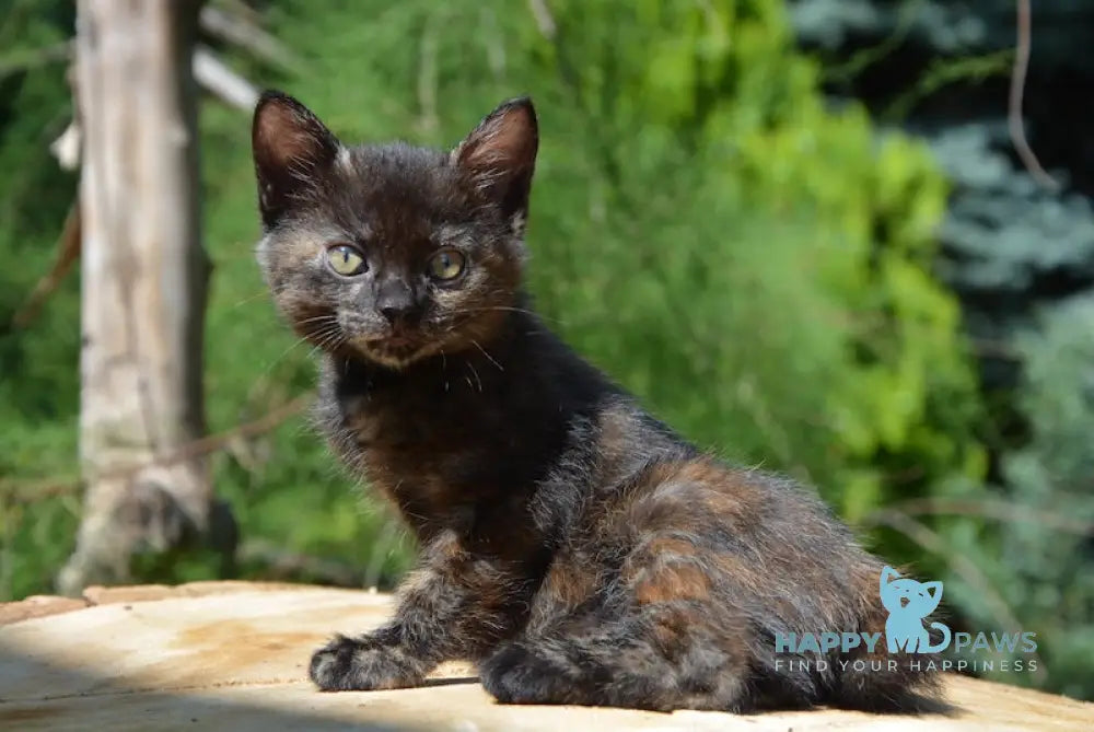 Kola Kurilian Bobtail Female Black Tortie Live Animals