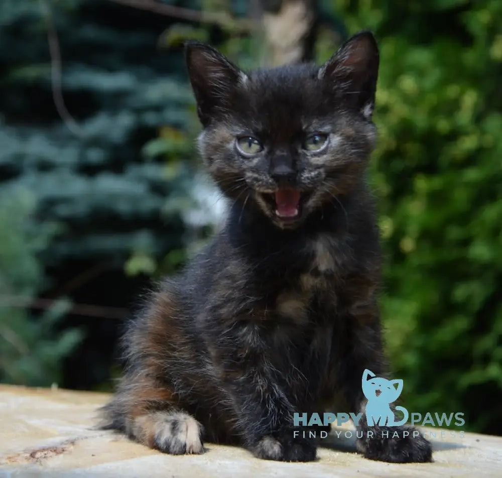 Kola Kurilian Bobtail Female Black Tortie Live Animals