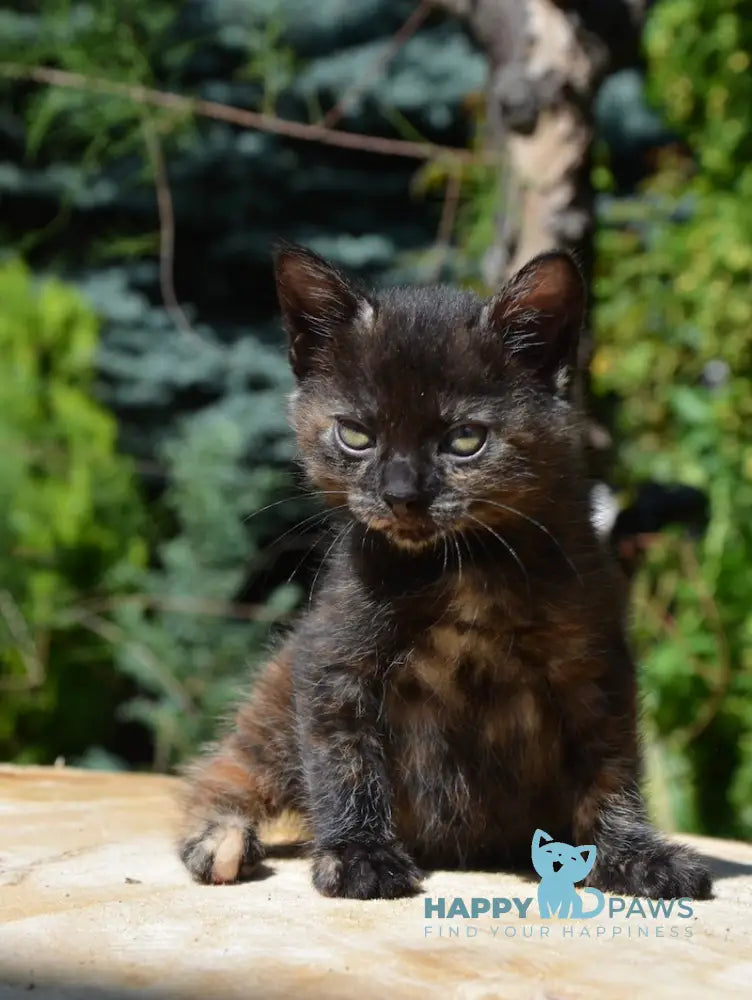 Kola Kurilian Bobtail Female Black Tortie Live Animals