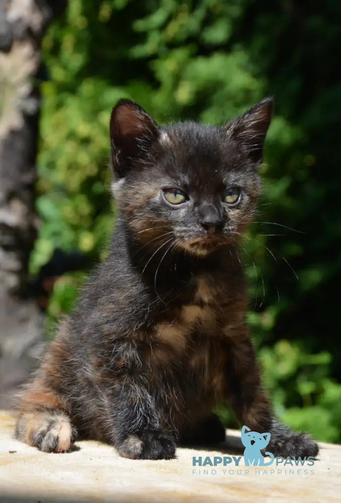 Kola Kurilian Bobtail Female Black Tortie Live Animals