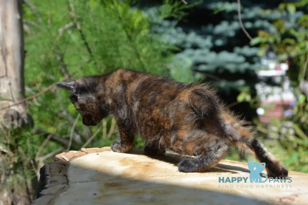 Kola Kurilian Bobtail Female Black Tortie Live Animals