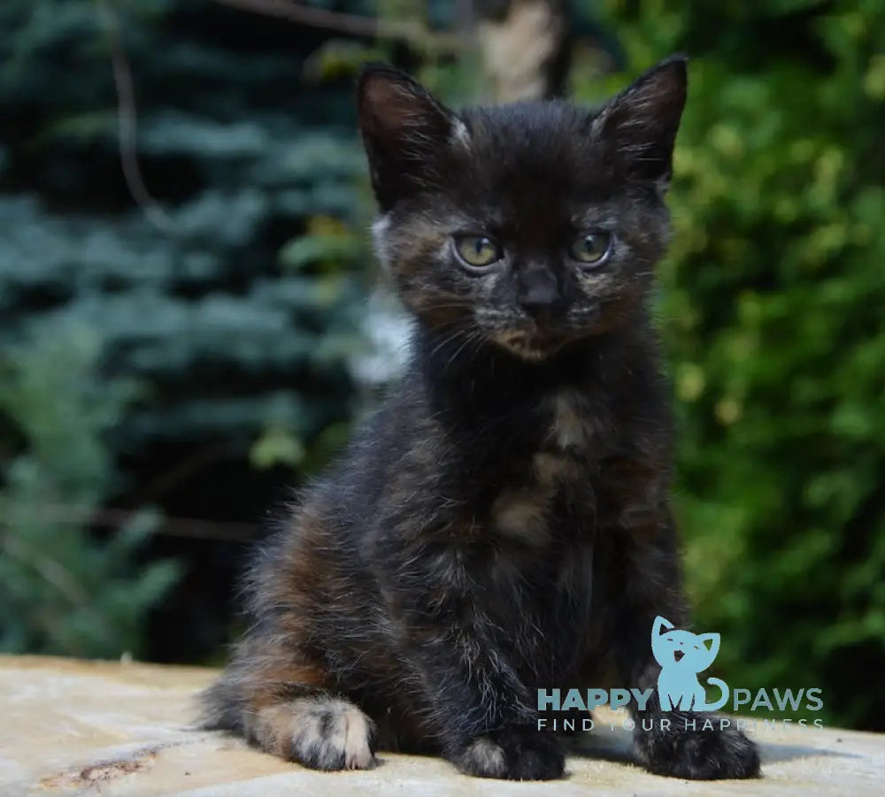 Kola Kurilian Bobtail Female Black Tortie Live Animals