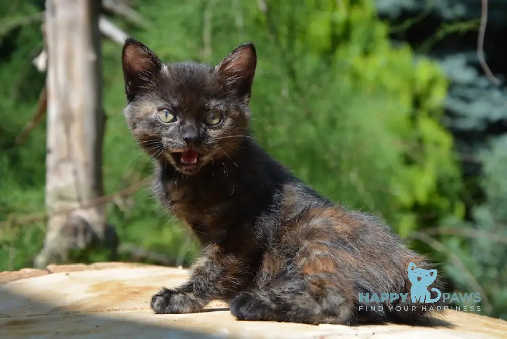 Kola Kurilian Bobtail Female Black Tortie Live Animals