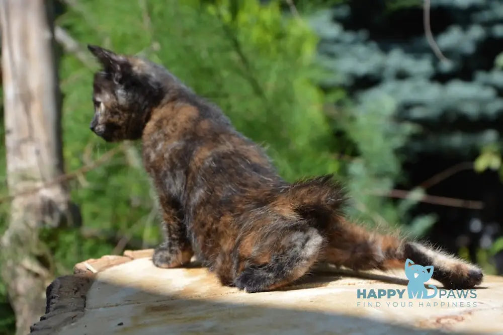 Kola Kurilian Bobtail Female Black Tortie Live Animals