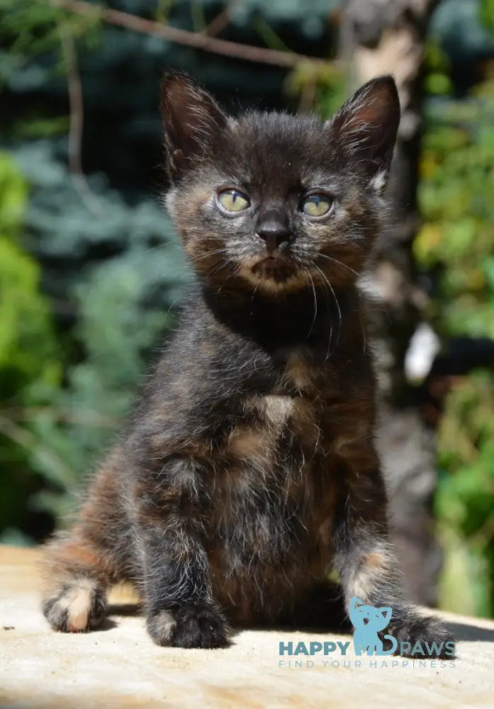 Kola Kurilian Bobtail Female Black Tortie Live Animals