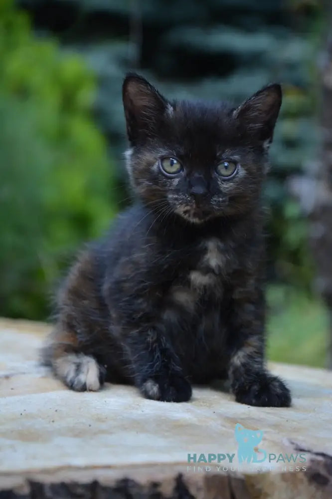 Kola Kurilian Bobtail Female Black Tortie Live Animals