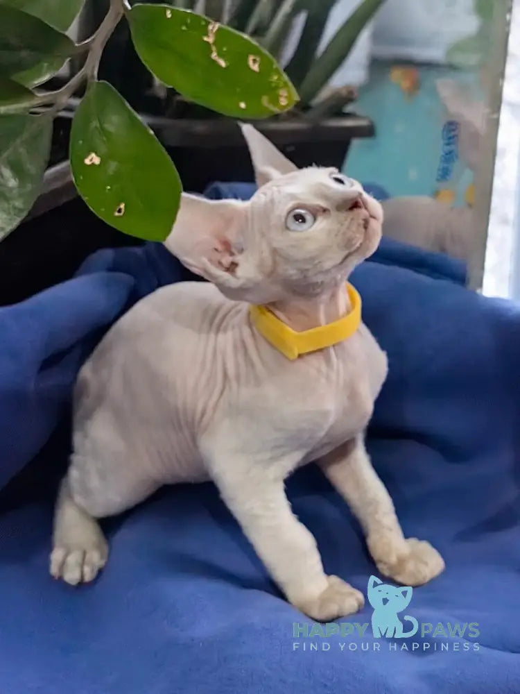 Konan Devon Rex Male Seal Pointed Live Animals