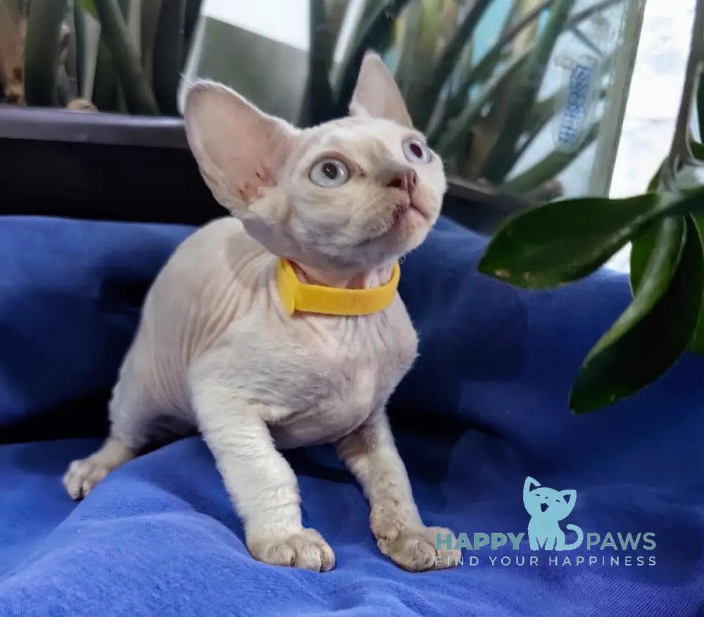 Konan Devon Rex Male Seal Pointed Live Animals