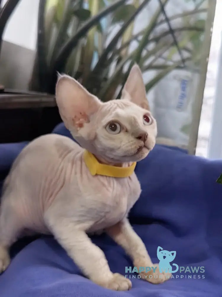 Konan Devon Rex Male Seal Pointed Live Animals