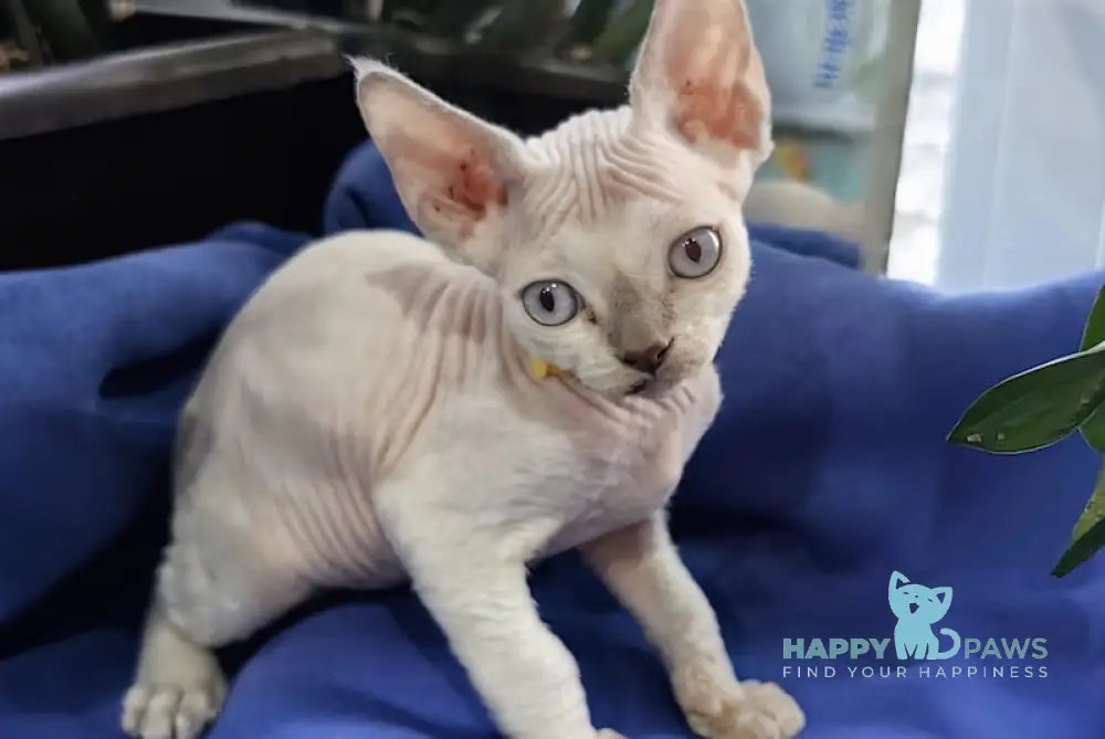 Konan Devon Rex Male Seal Pointed Live Animals