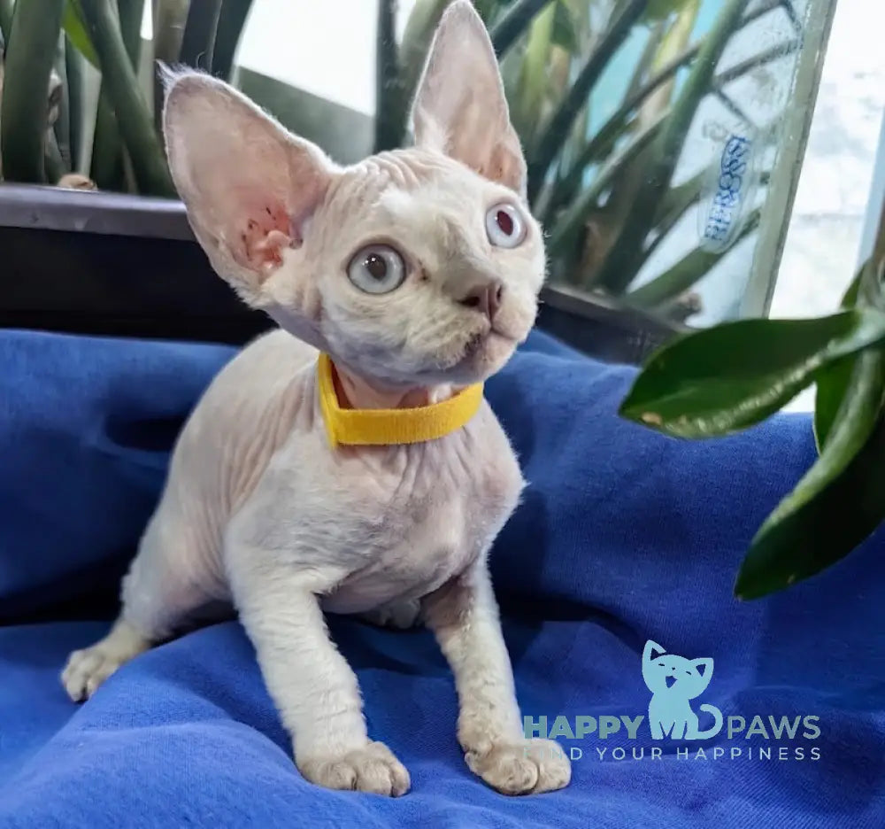 Konan Devon Rex Male Seal Pointed Live Animals