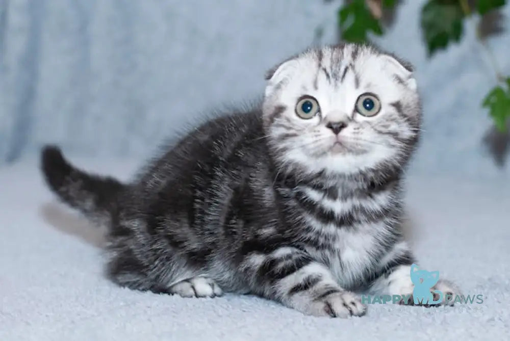 Konan Scottish Fold Male Black Silver Tabby Live Animals