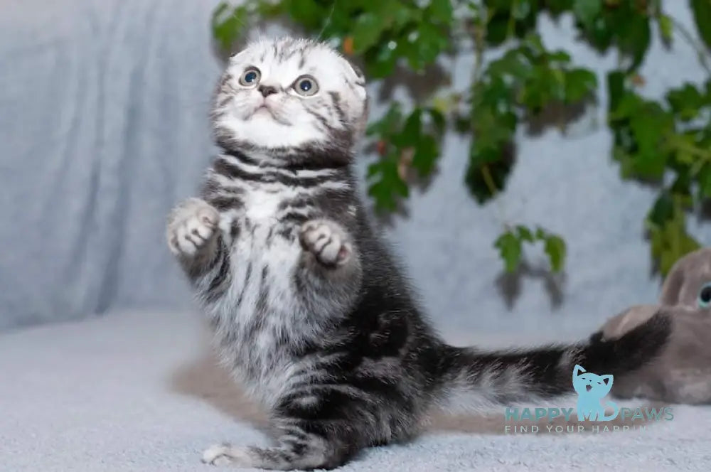 Konan Scottish Fold Male Black Silver Tabby Live Animals