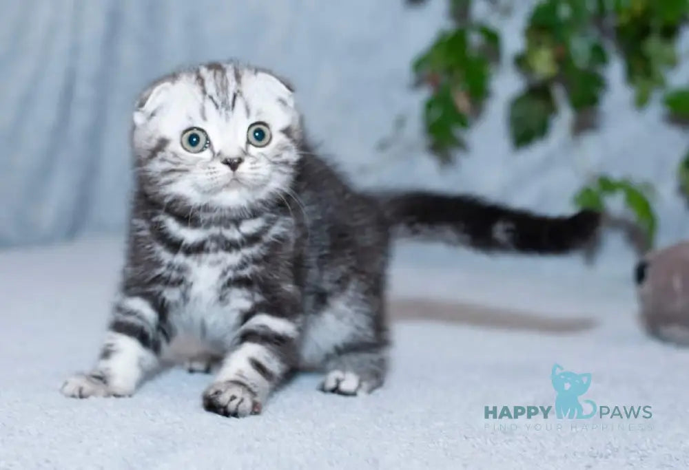 Konan Scottish Fold Male Black Silver Tabby Live Animals