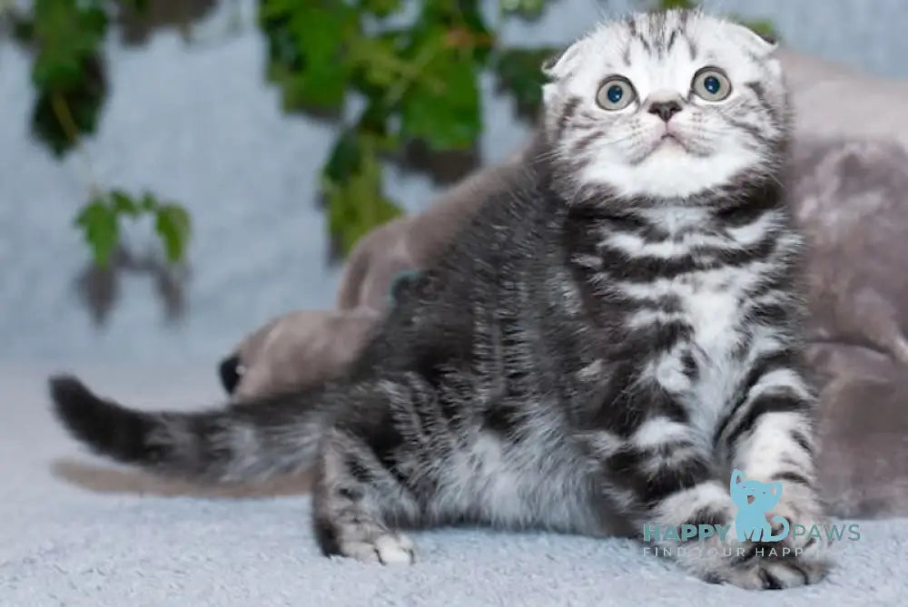 Konan Scottish Fold Male Black Silver Tabby Live Animals