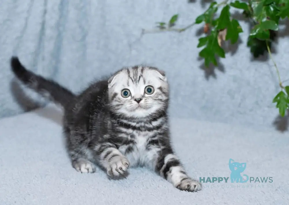 Konan Scottish Fold Male Black Silver Tabby Live Animals