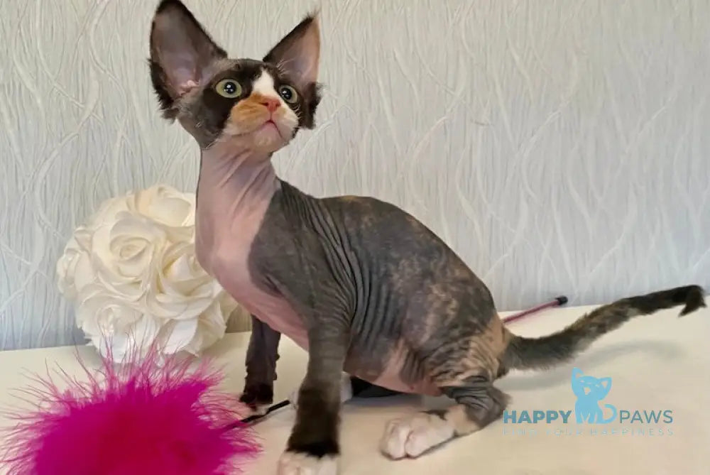 Korra Devon Rex Female Black Tortie Bicolour Live Animals