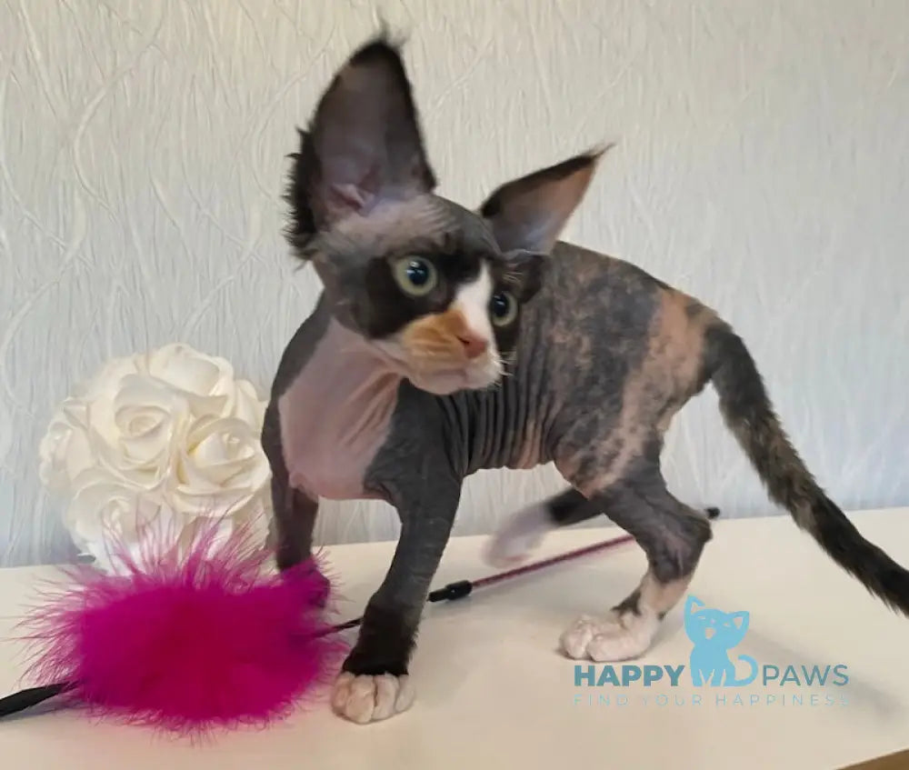 Korra Devon Rex Female Black Tortie Bicolour Live Animals