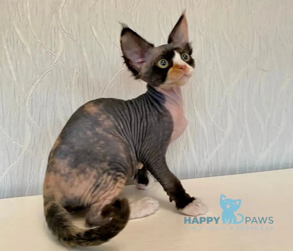 Korra Devon Rex Female Black Tortie Bicolour Live Animals