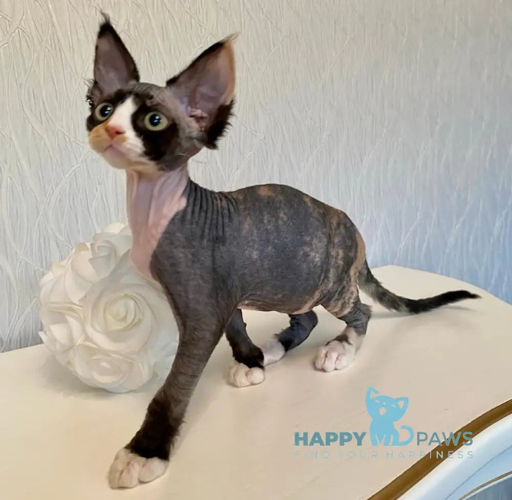 Korra Devon Rex Female Black Tortie Bicolour Live Animals