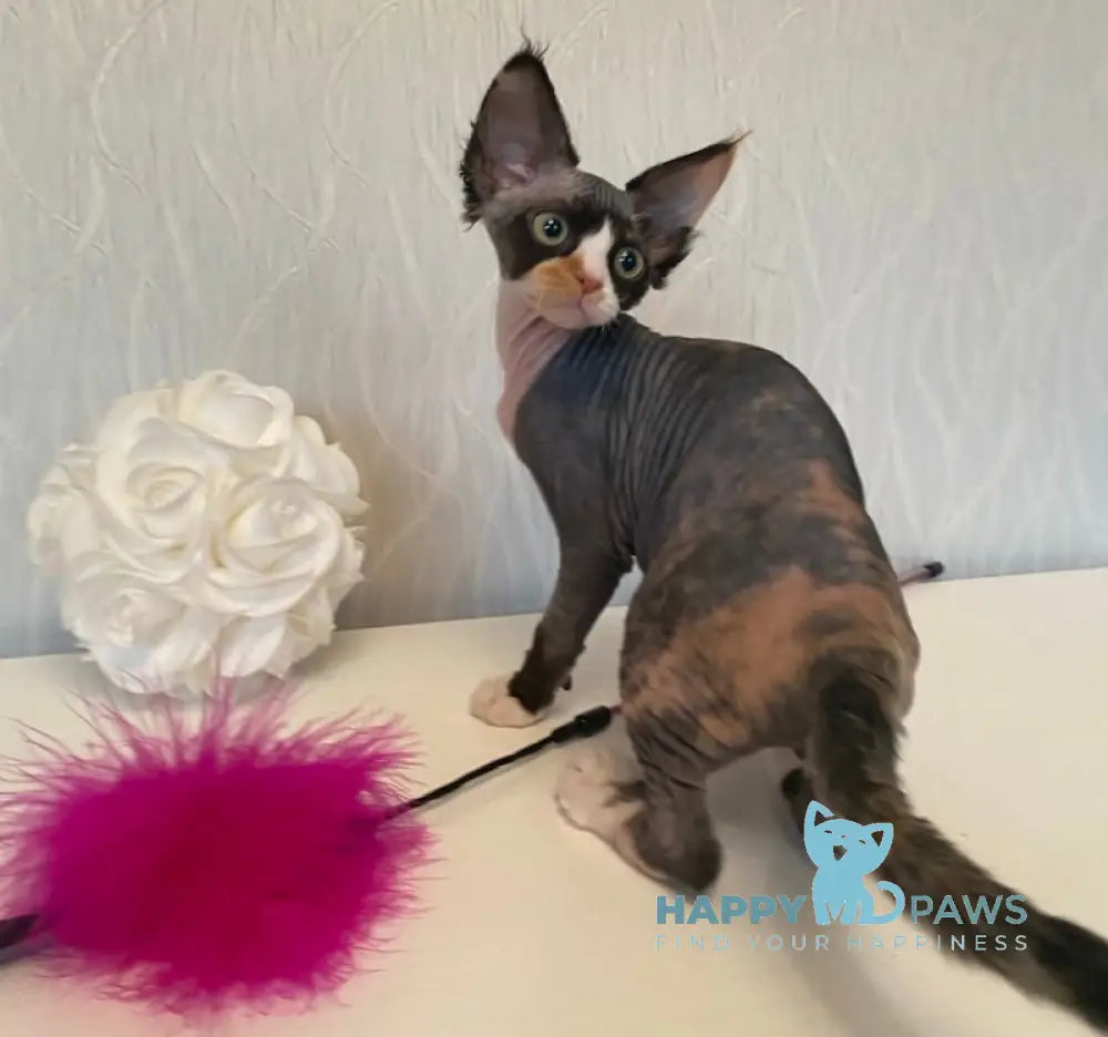 Korra Devon Rex Female Black Tortie Bicolour Live Animals