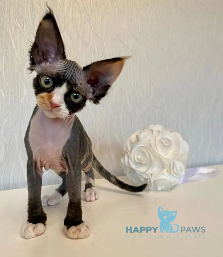 Korra Devon Rex Female Black Tortie Bicolour Live Animals