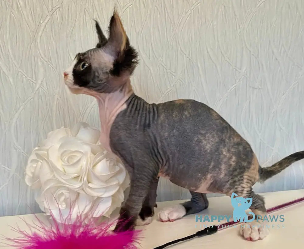 Korra Devon Rex Female Black Tortie Bicolour Live Animals