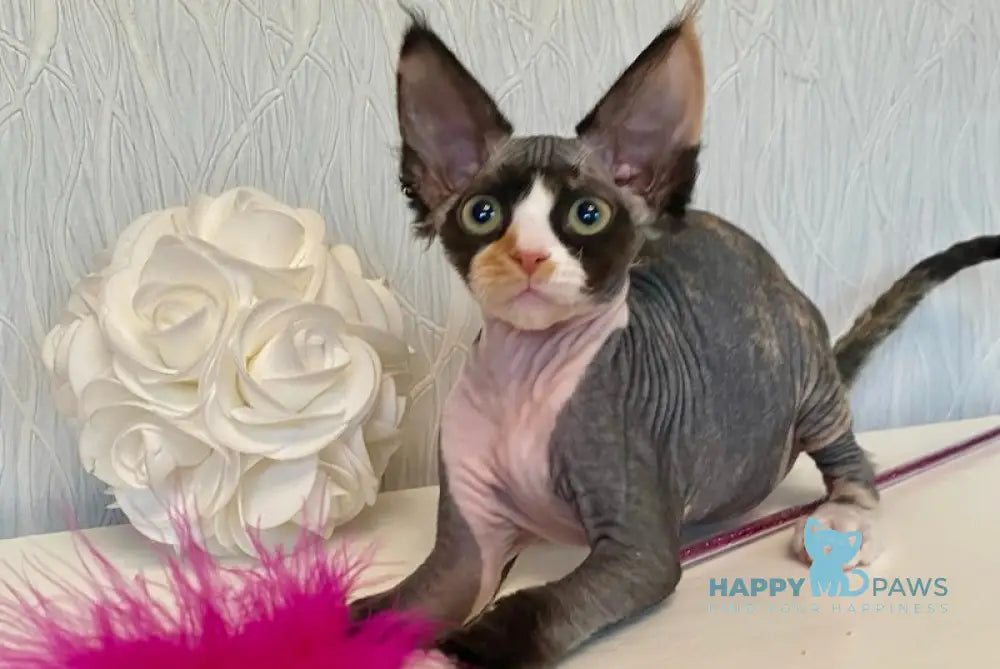 Korra Devon Rex Female Black Tortie Bicolour Live Animals