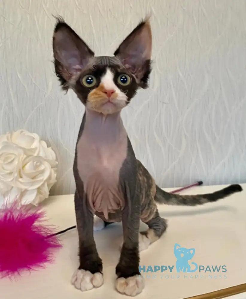 Korra Devon Rex Female Black Tortie Bicolour Live Animals