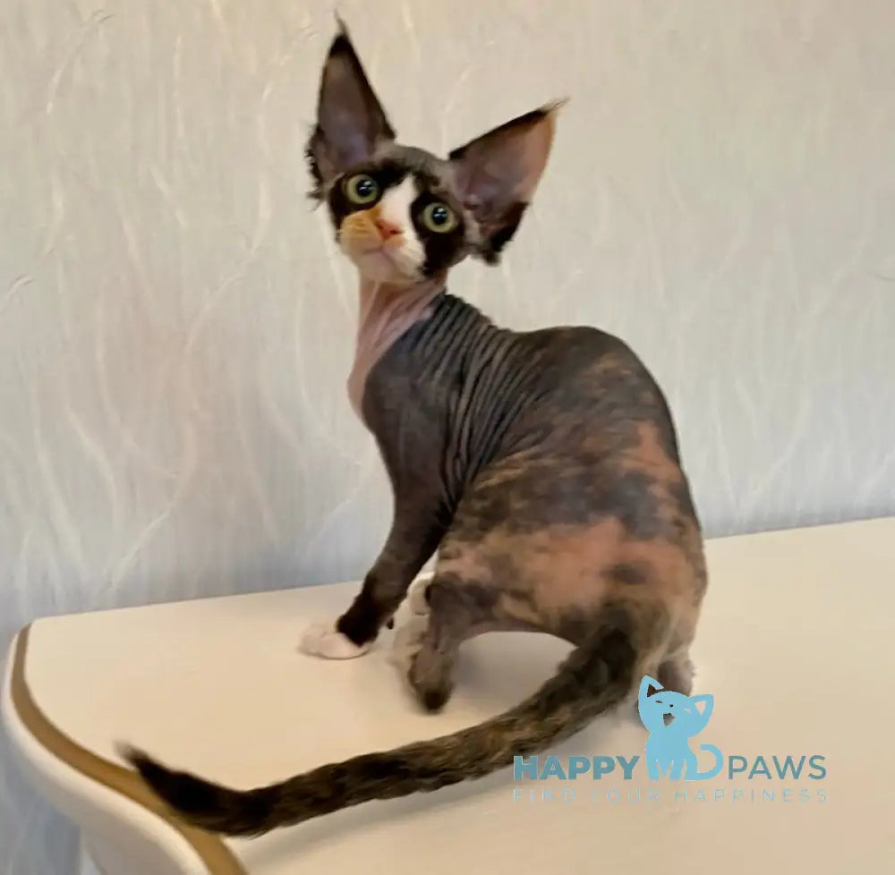 Korra Devon Rex Female Black Tortie Bicolour Live Animals