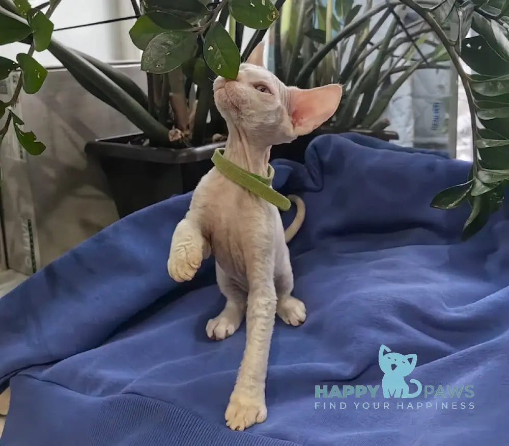 Kosmos Devon Rex Male Red Pointed Live Animals