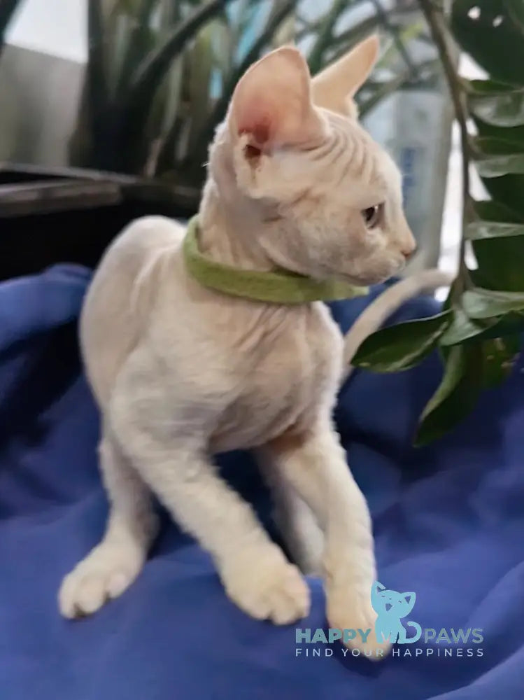 Kosmos Devon Rex Male Red Pointed Live Animals