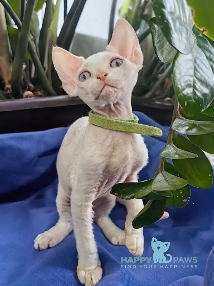 Kosmos Devon Rex Male Red Pointed Live Animals