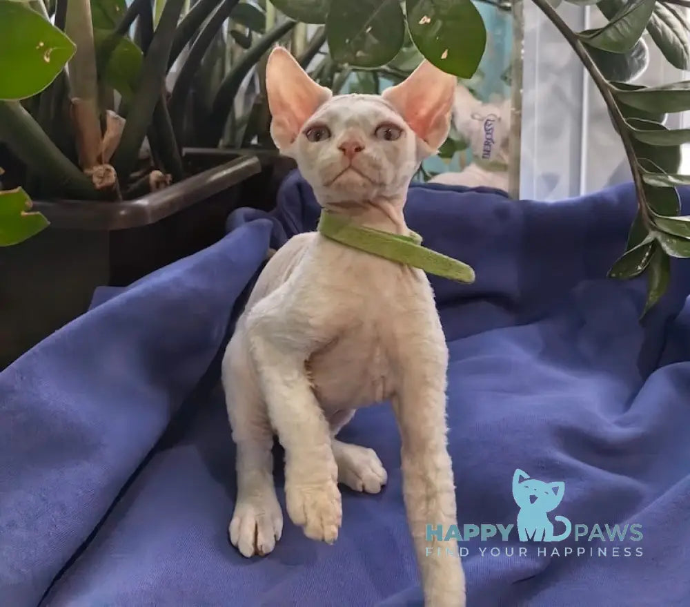 Kosmos Devon Rex Male Red Pointed Live Animals